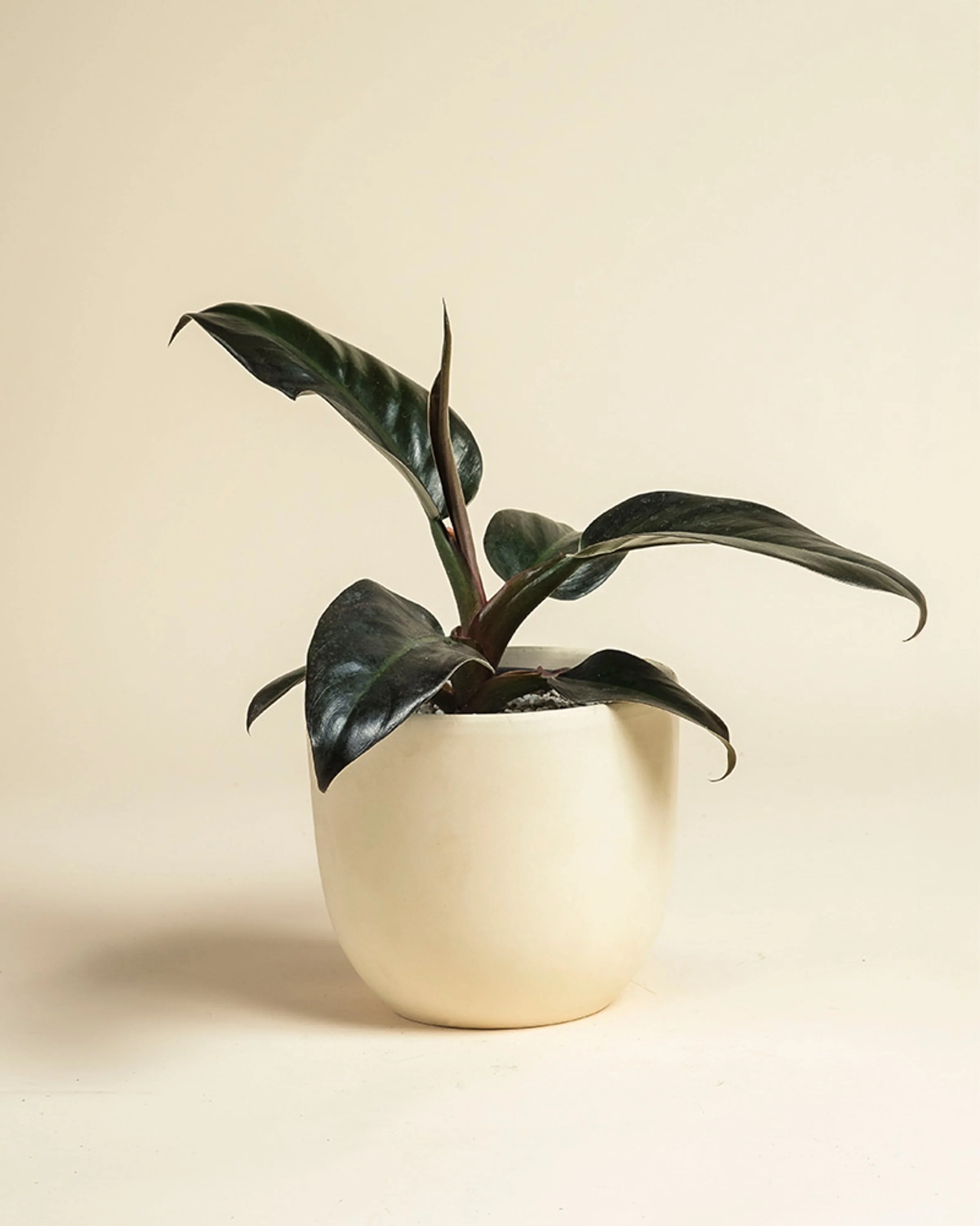 Philodendron 'Imperial Red' • feey - Image 9