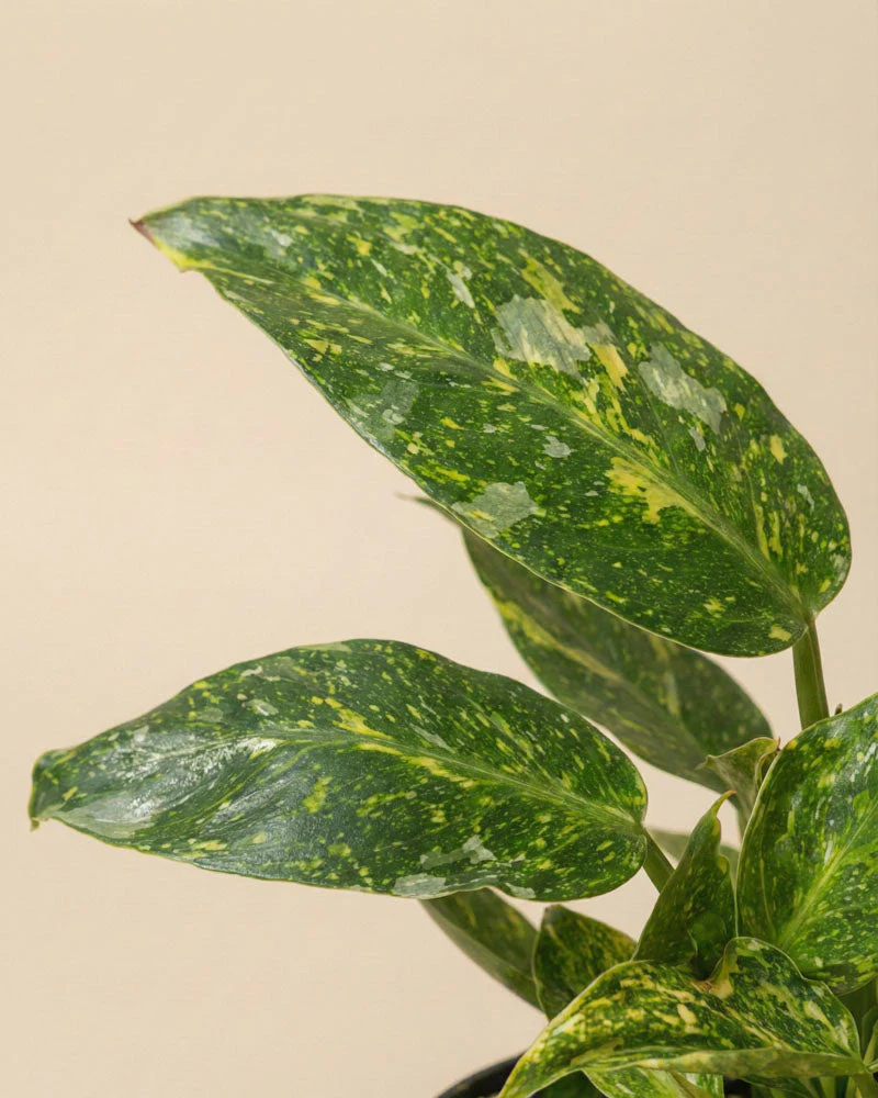 Philodendron 'Jose Buono' • feey - Image 10