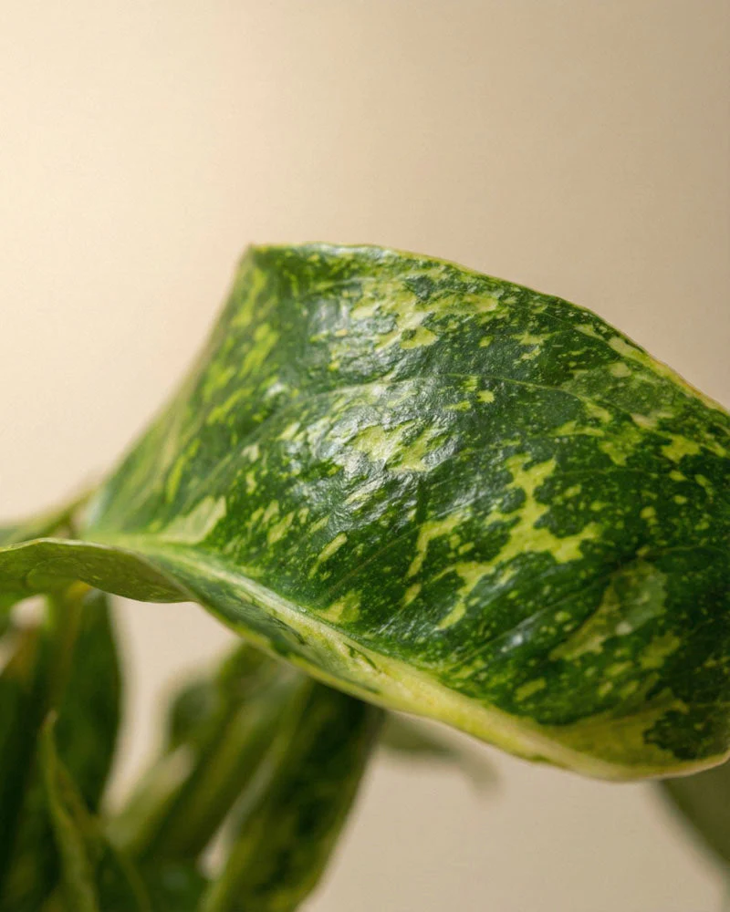 Philodendron 'Jose Buono' • feey - Image 11
