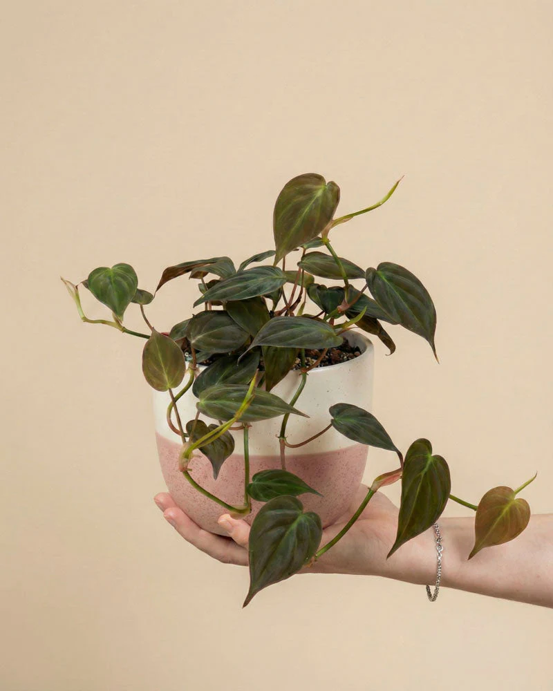 Philodendron micans • feey