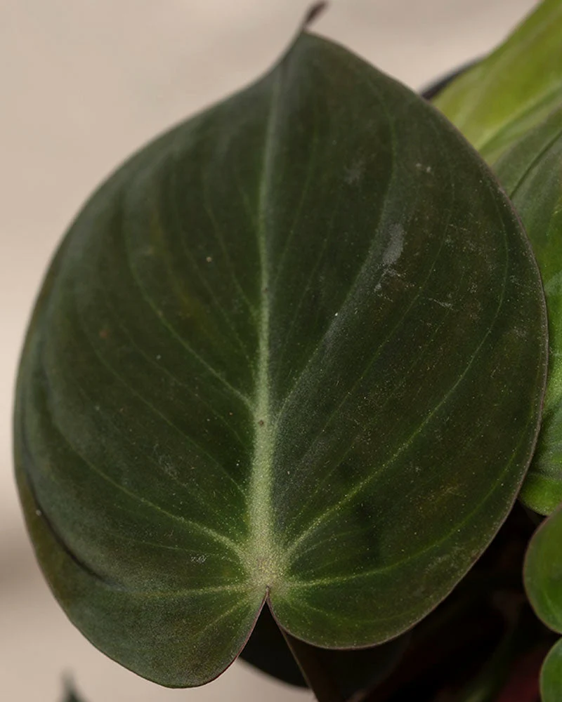 Philodendron micans • feey - Image 10