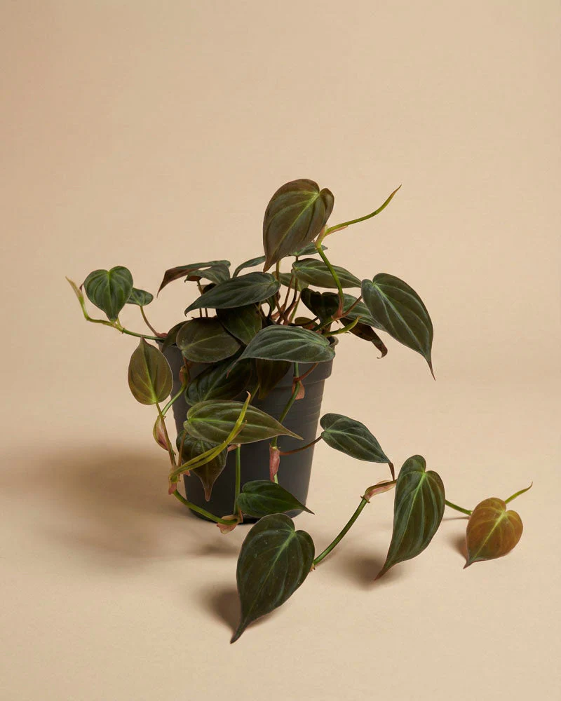Philodendron micans • feey - Image 3