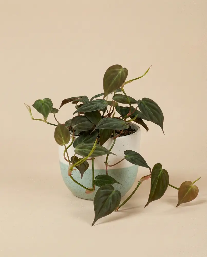 Philodendron micans • feey - Image 4