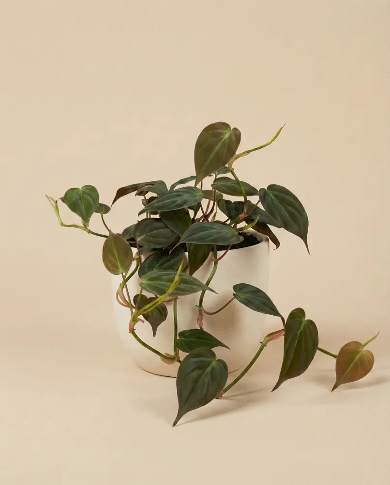 Philodendron micans • feey - Image 5