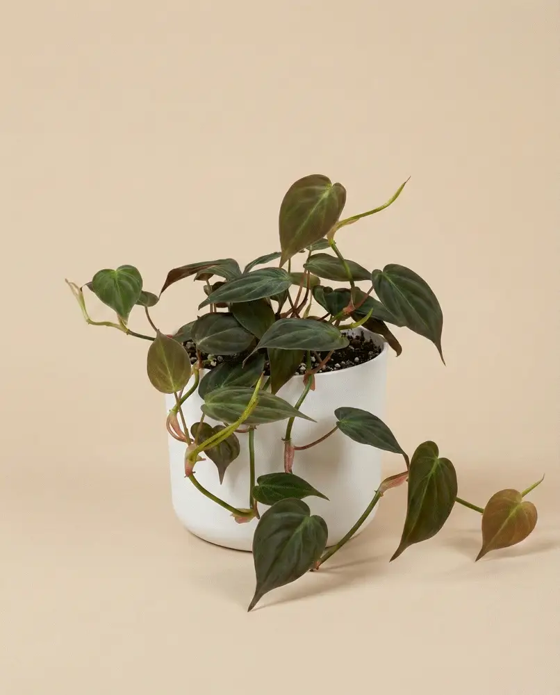 Philodendron micans • feey - Image 6