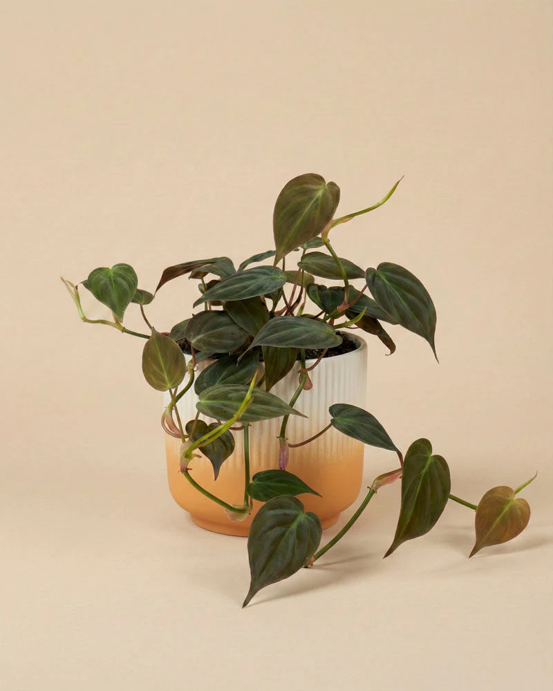 Philodendron micans • feey - Image 7