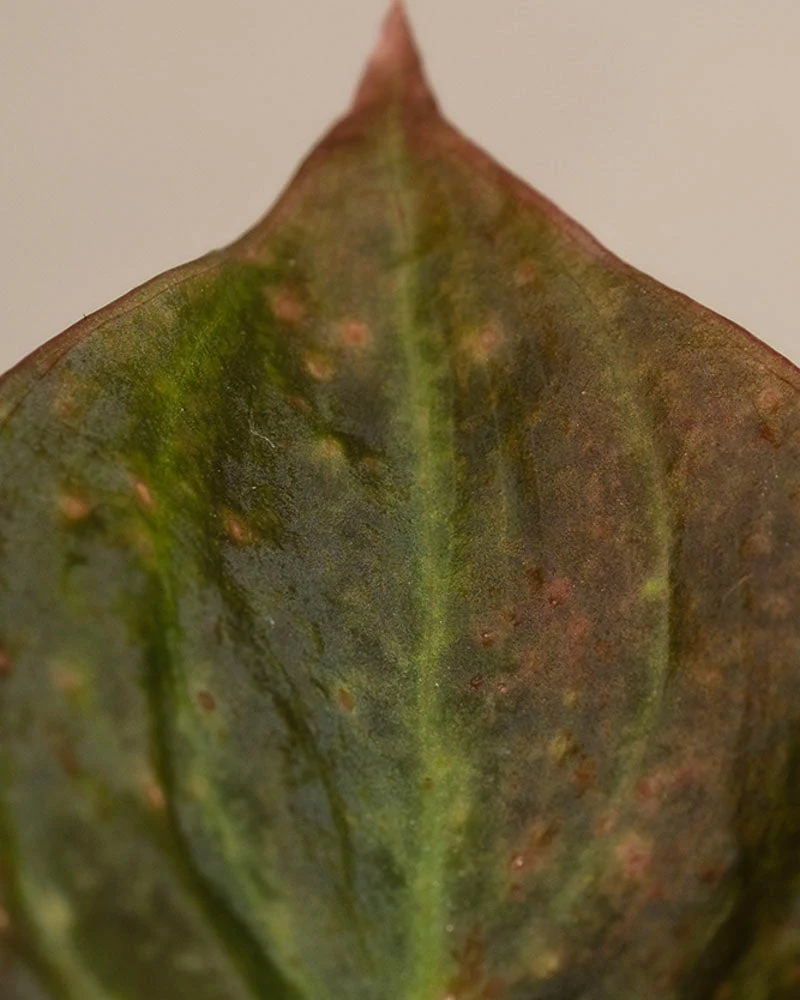 Philodendron micans • feey - Image 9