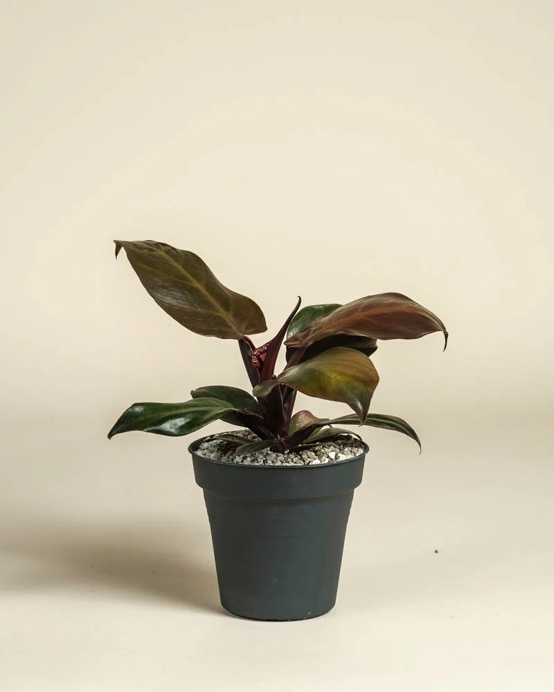 Philodendron 'Red Sun' • feey - Image 3