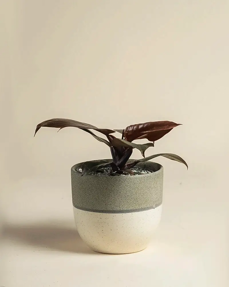 Philodendron 'Red Sun' • feey - Image 4