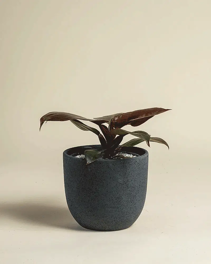 Philodendron 'Red Sun' • feey - Image 5