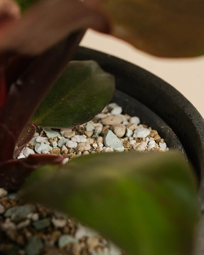 Philodendron 'Red Sun' • feey - Image 6