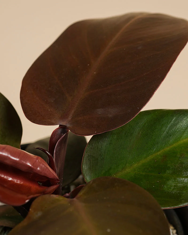 Philodendron 'Red Sun' • feey - Image 7