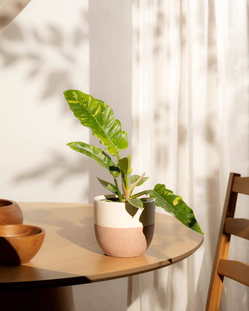 Philodendron 'Ring of Fire' • feey - Image 13