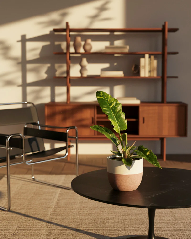 Philodendron 'Ring of Fire' • feey - Image 14