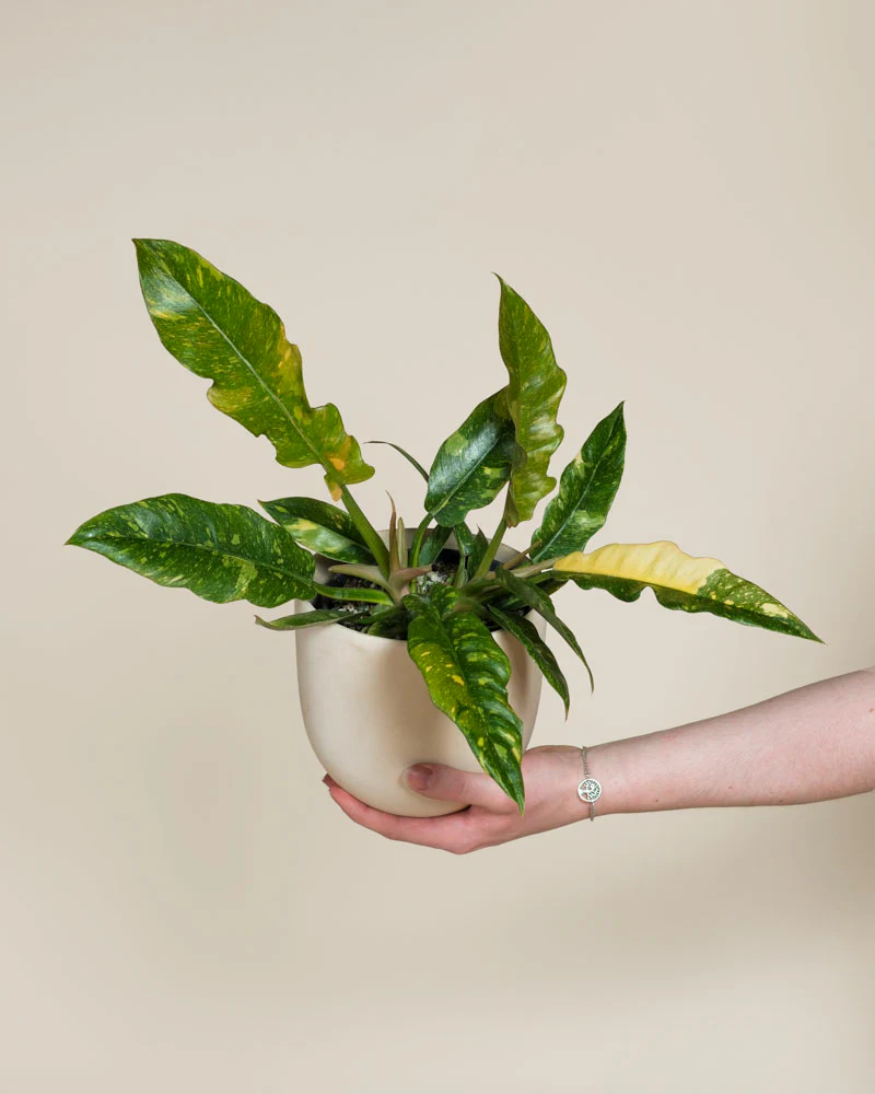Philodendron 'Ring of Fire' • feey - Image 15