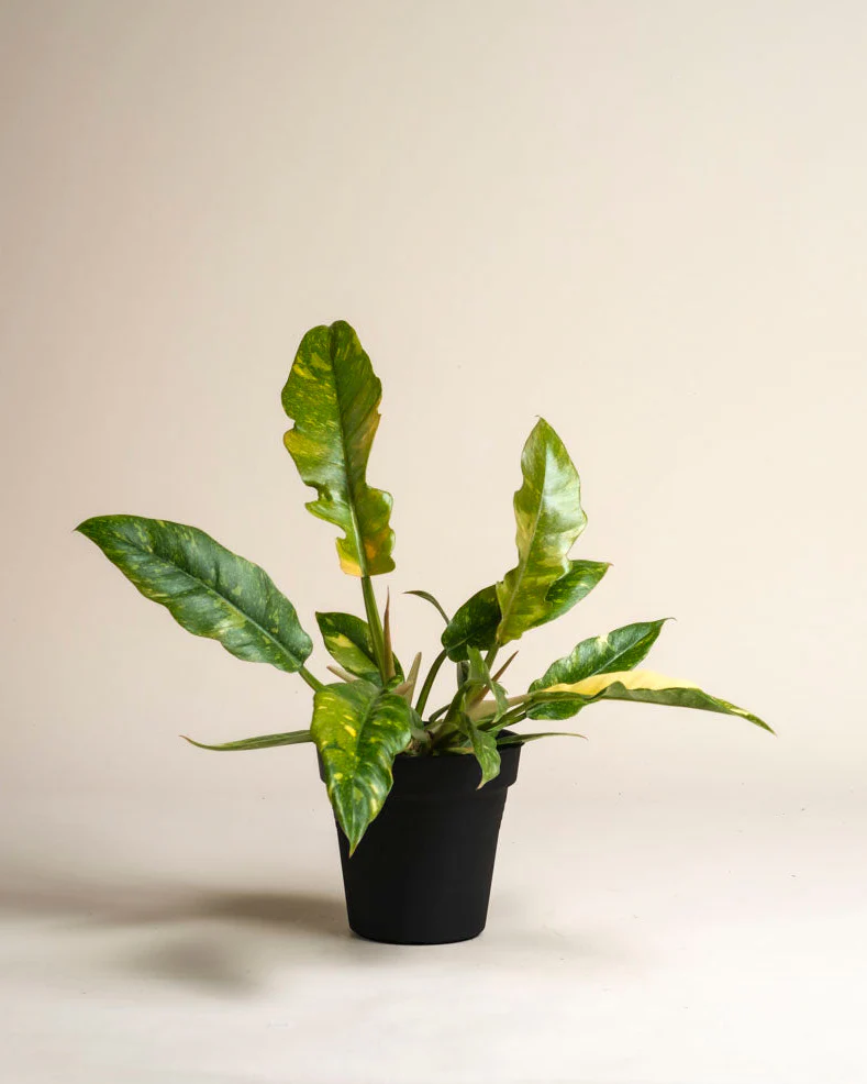 Philodendron 'Ring of Fire' • feey - Image 3