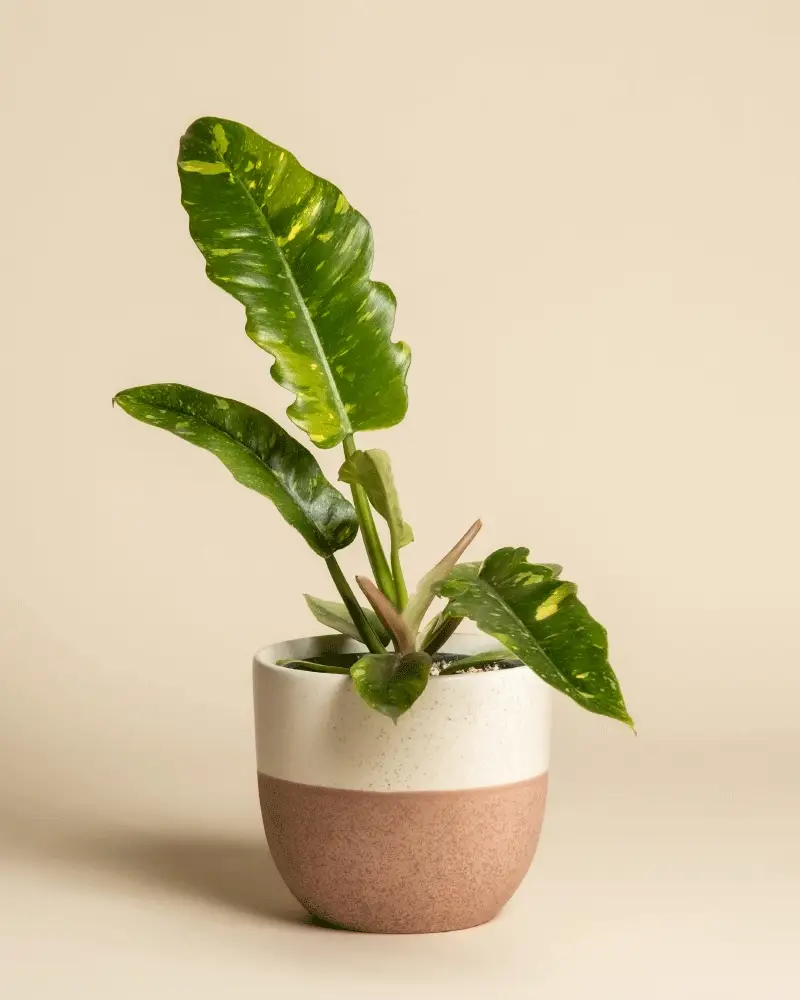 Philodendron 'Ring of Fire' • feey - Image 5
