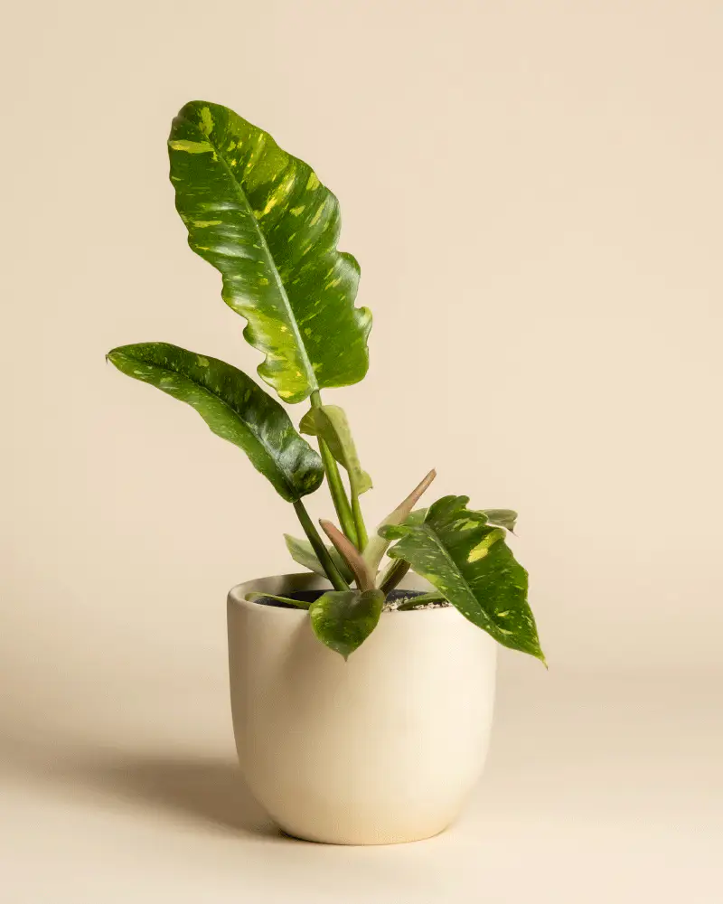 Philodendron 'Ring of Fire' • feey - Image 6