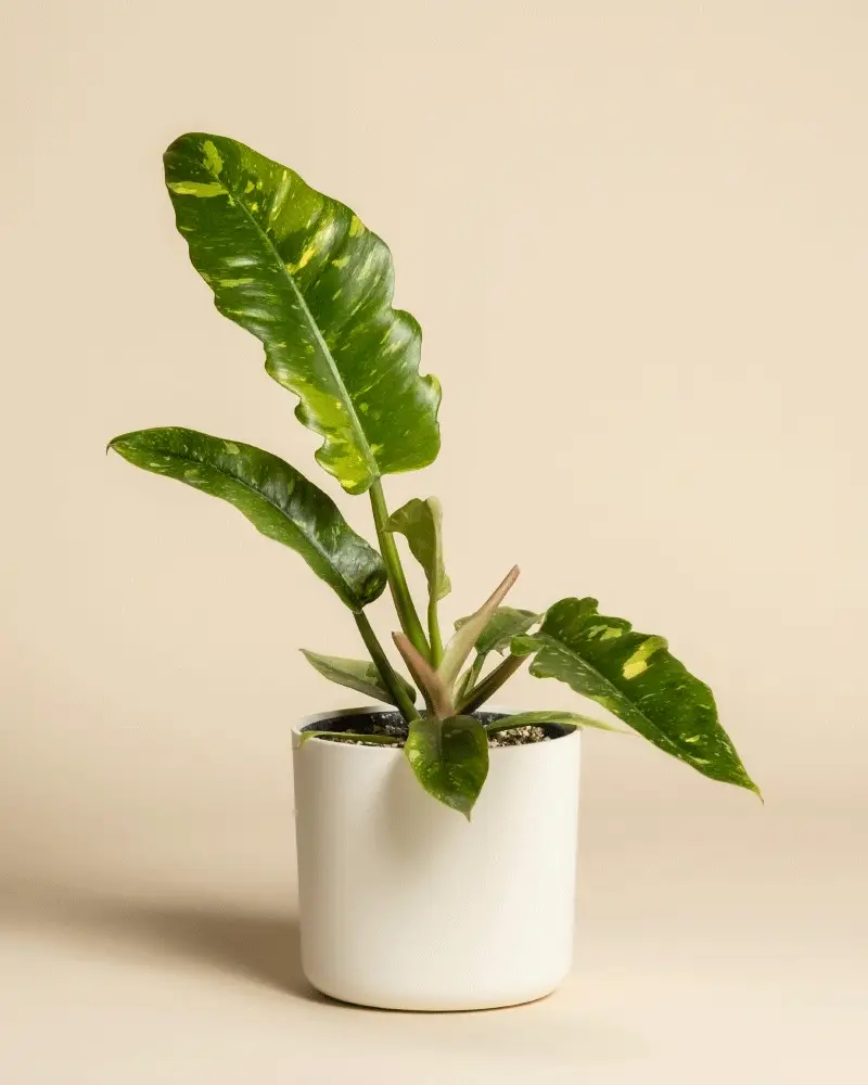 Philodendron 'Ring of Fire' • feey - Image 7