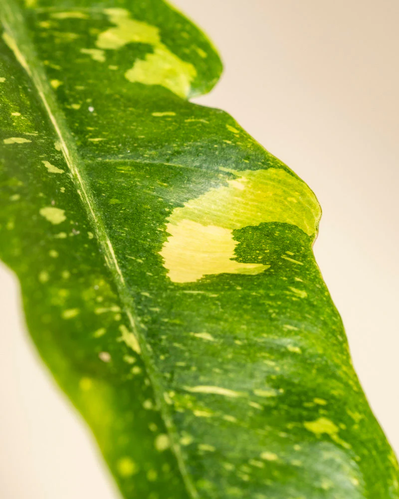 Philodendron 'Ring of Fire' • feey - Image 9