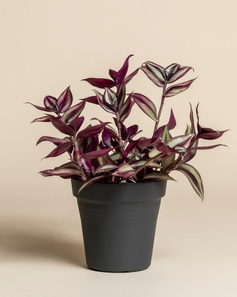 Tradescantia zebrina • feey - Image 3