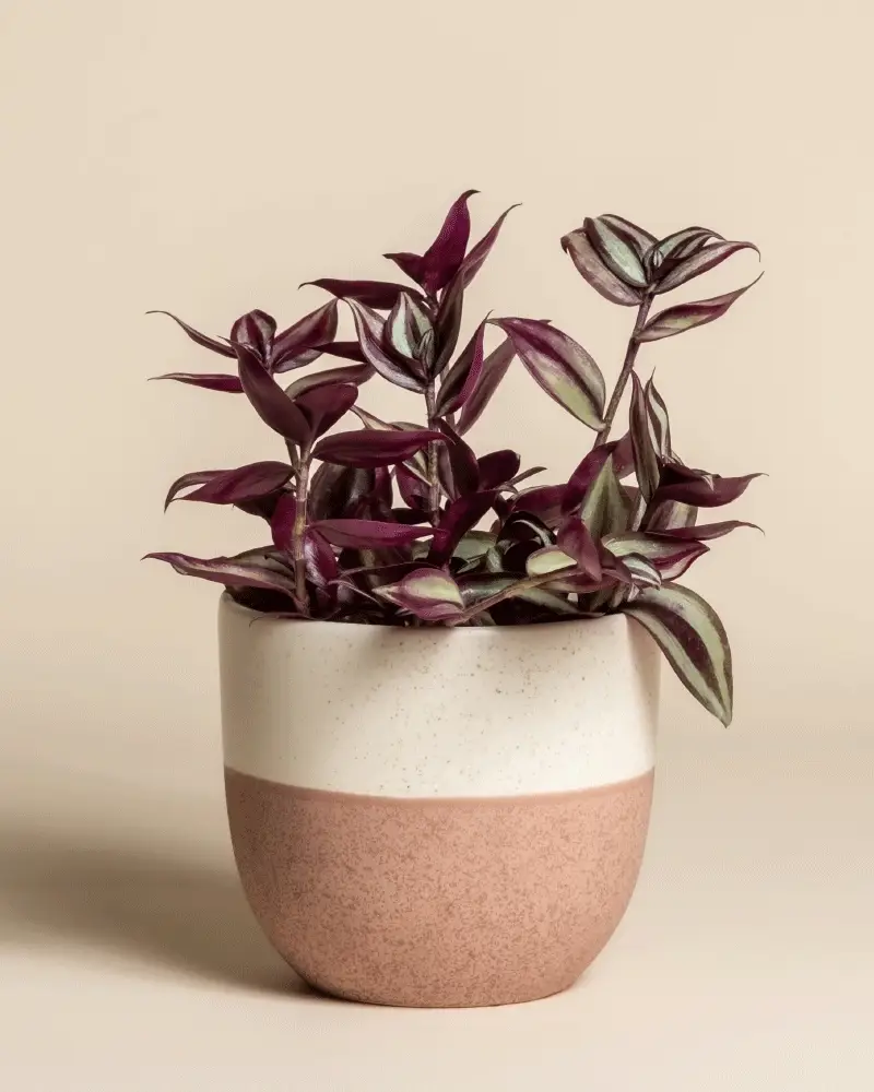 Tradescantia zebrina • feey - Image 5