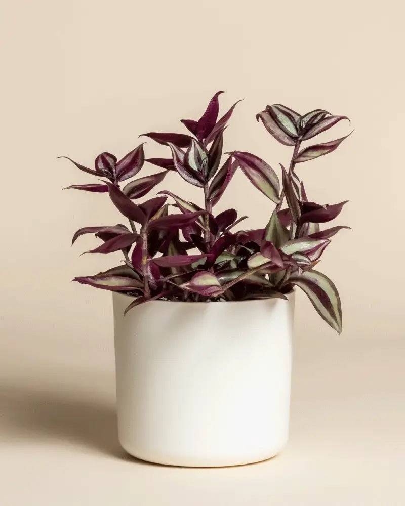 Tradescantia zebrina • feey - Image 7