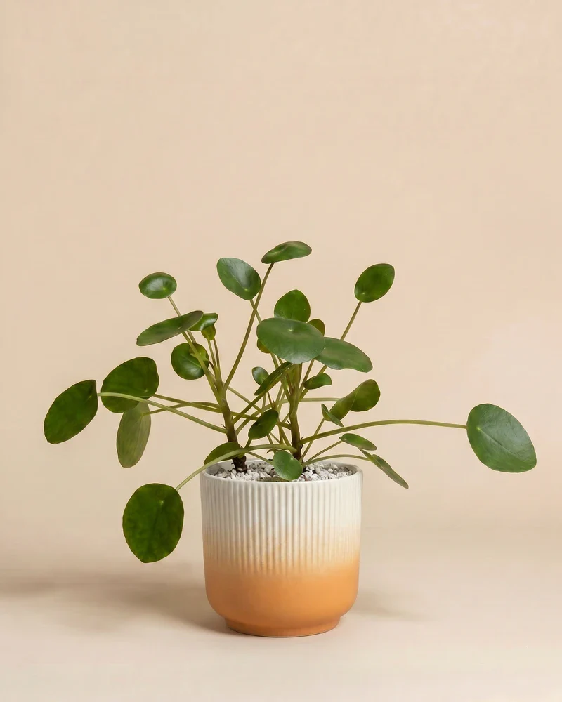 Ufopflanze • feey - Image 7