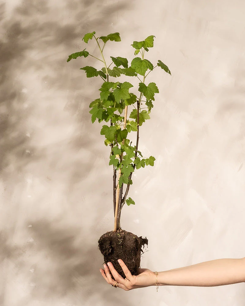 Rote Johannisbeere - Image 11
