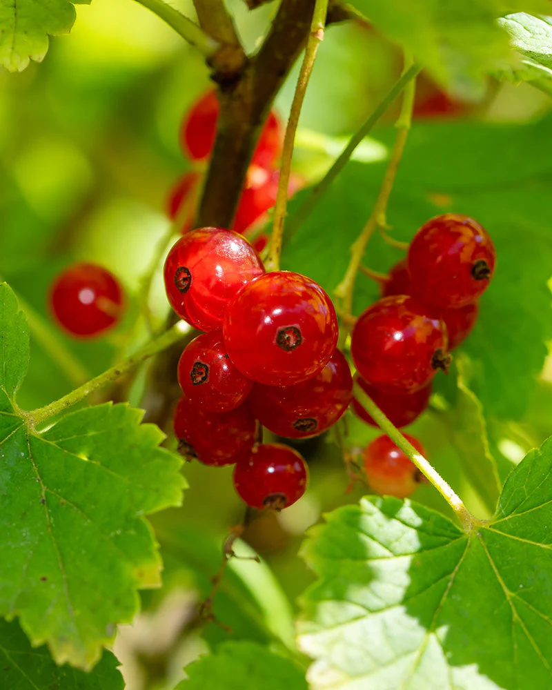 Rote Johannisbeere - Image 6
