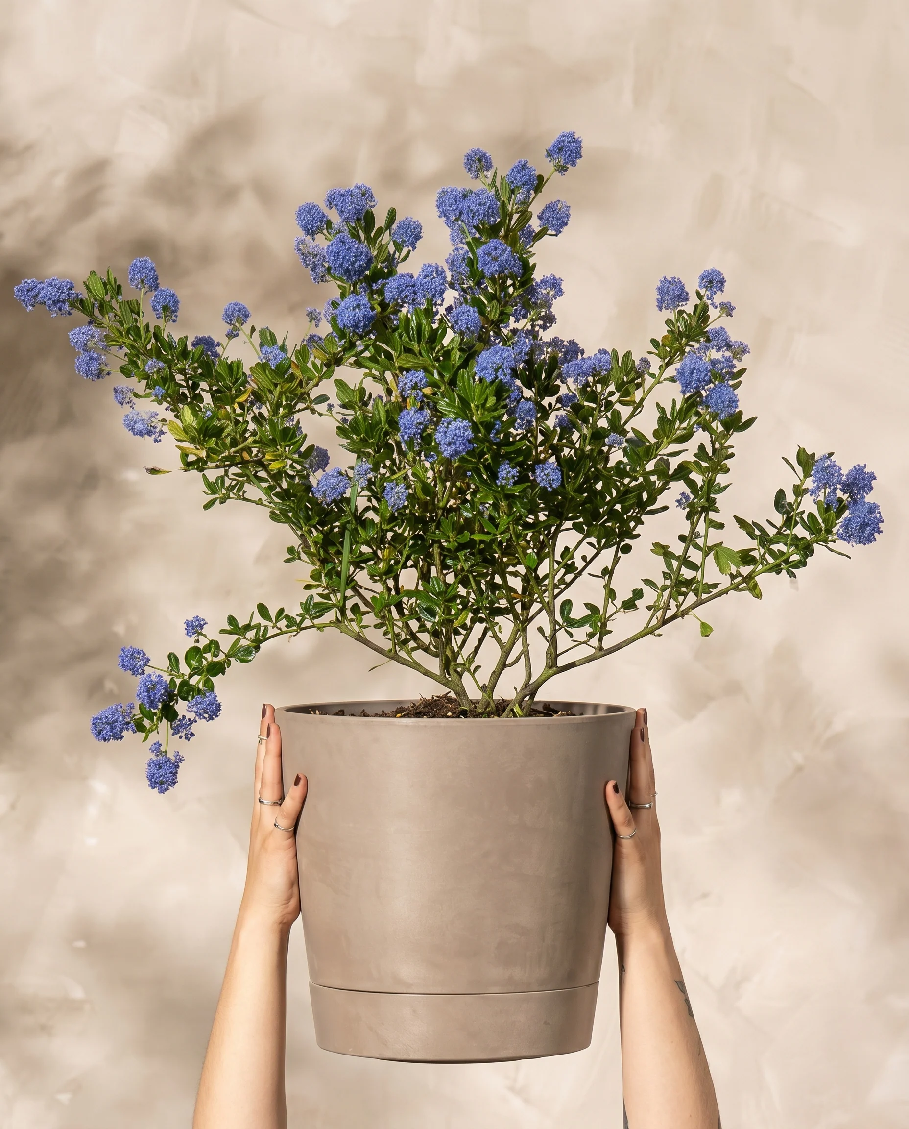 Blaue Säckelblume