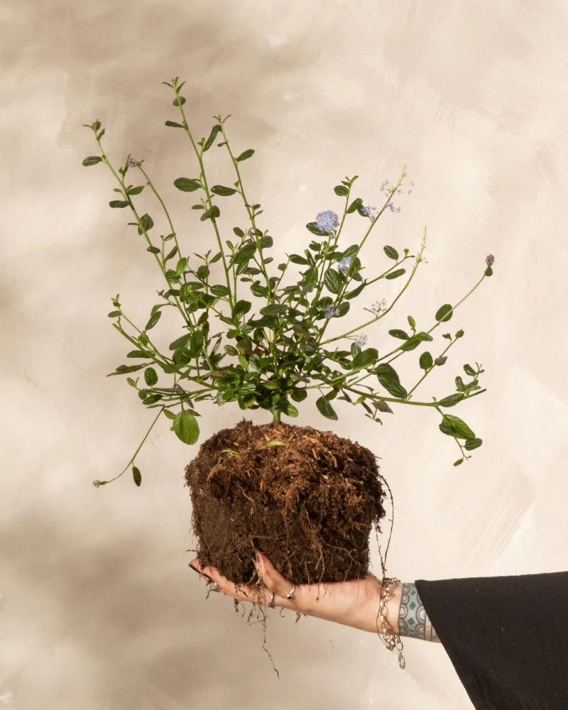 Blaue Säckelblume - Image 11