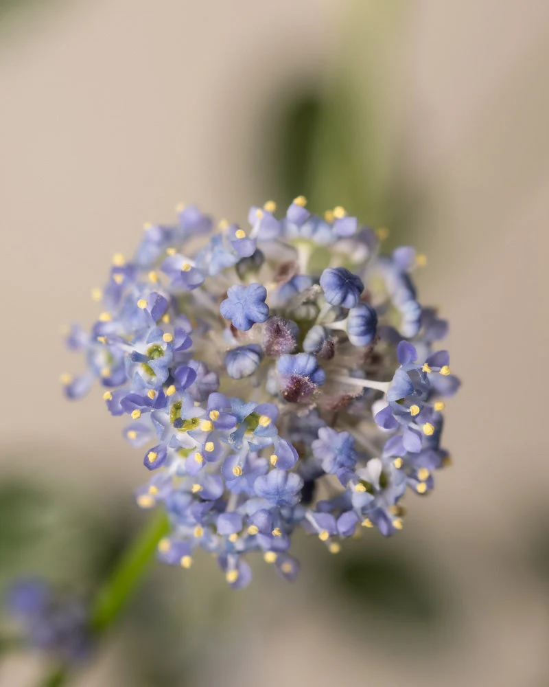 Blaue Säckelblume - Image 2
