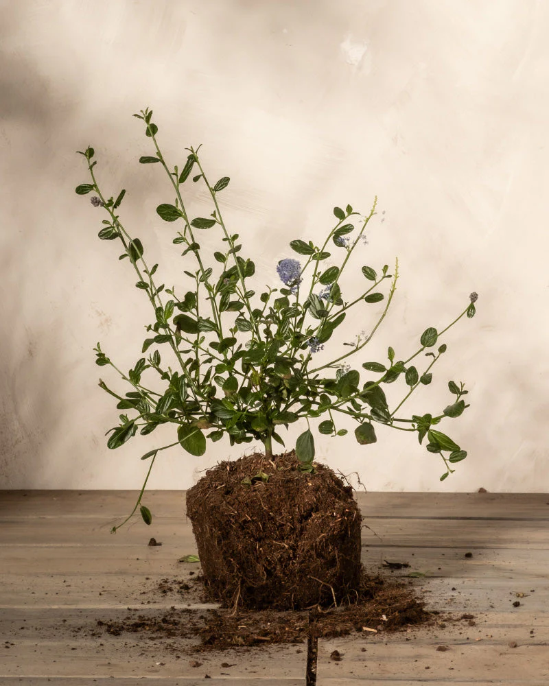 Blaue Säckelblume - Image 3
