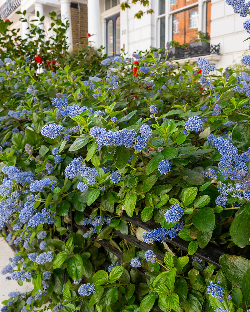 Blaue Säckelblume - Image 6