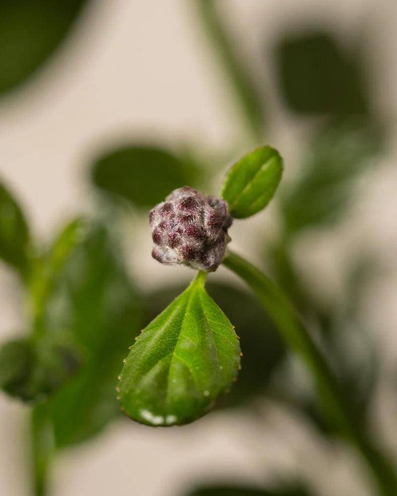 Blaue Säckelblume - Image 7