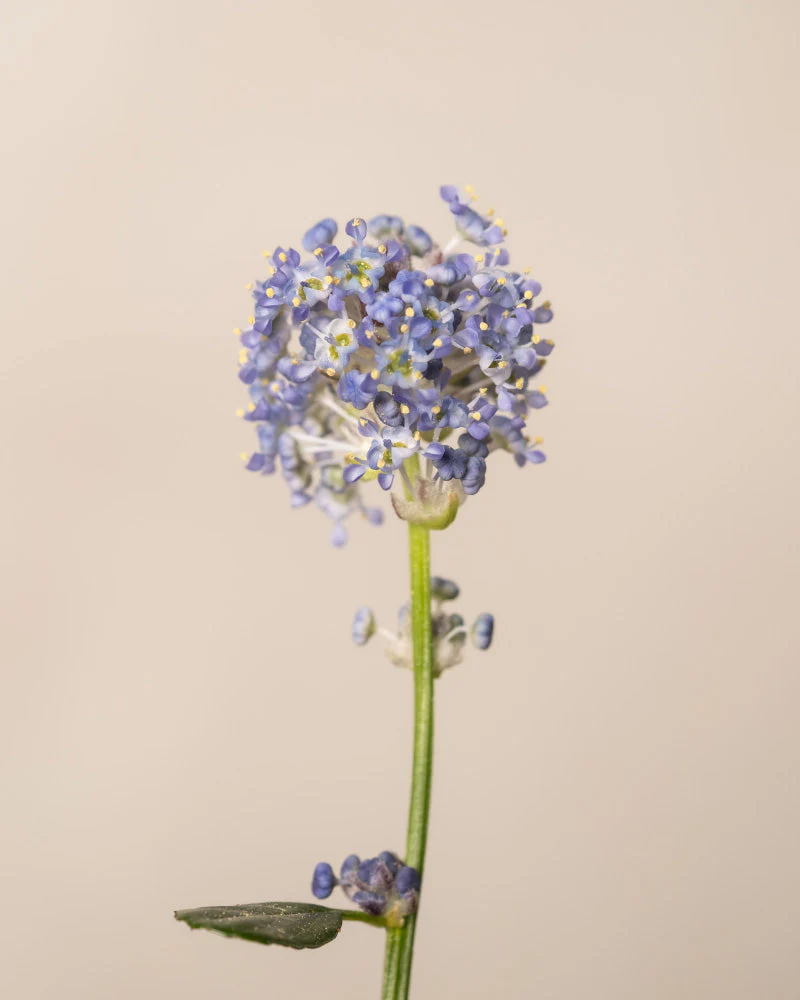 Blaue Säckelblume - Image 8
