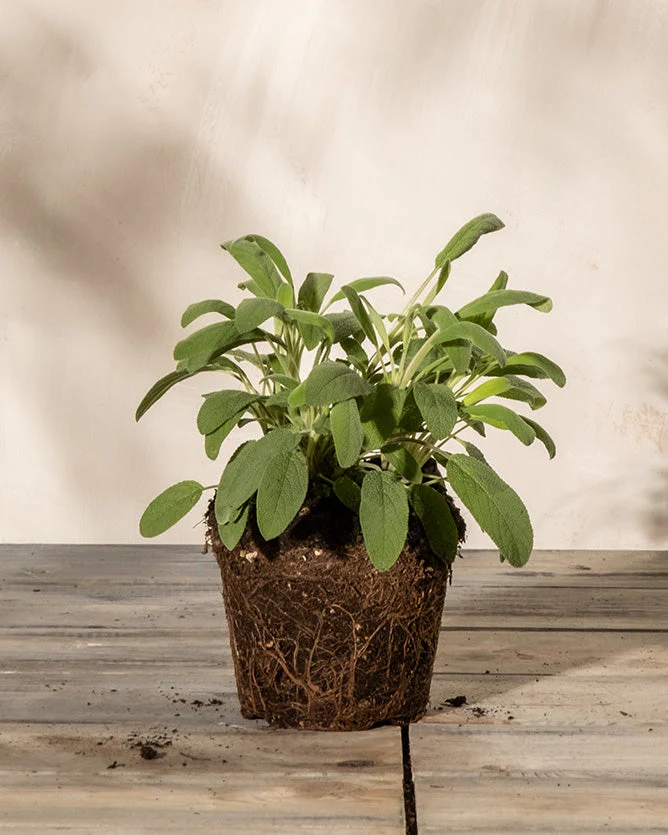 Salbei - Image 3