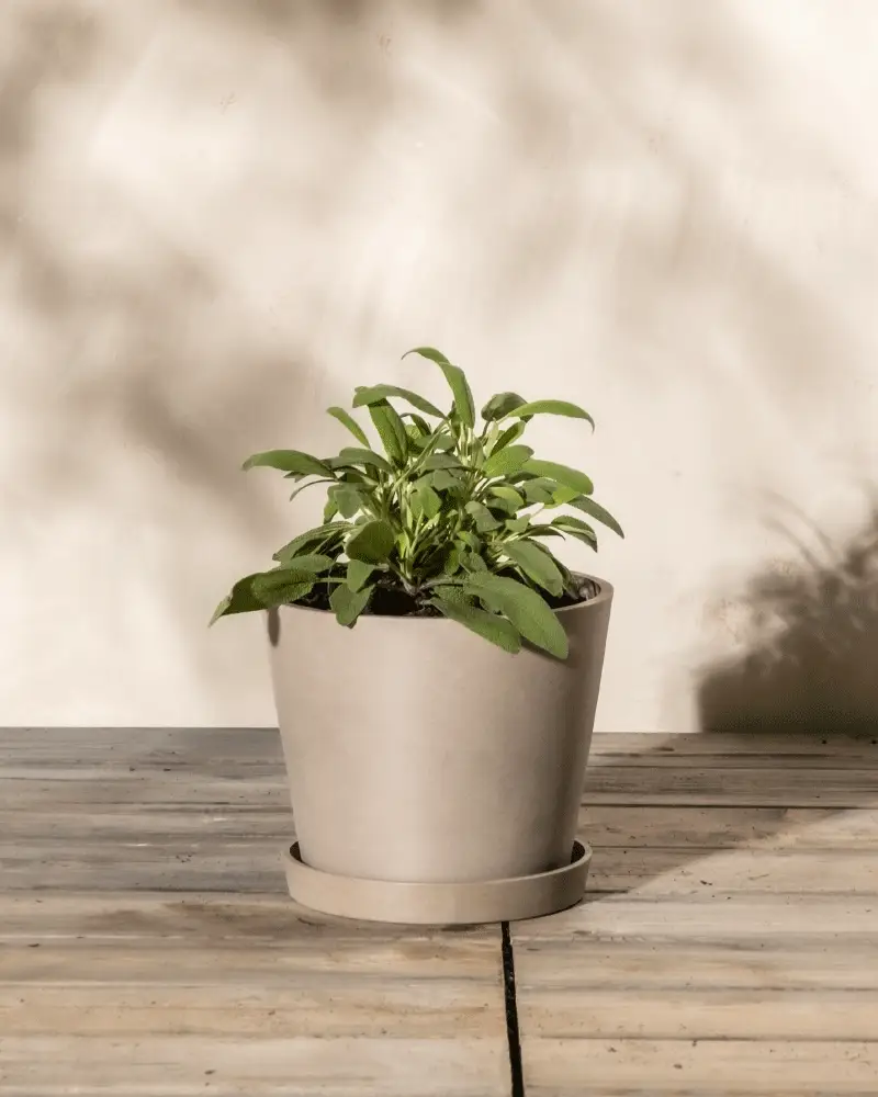 Salbei - Image 4