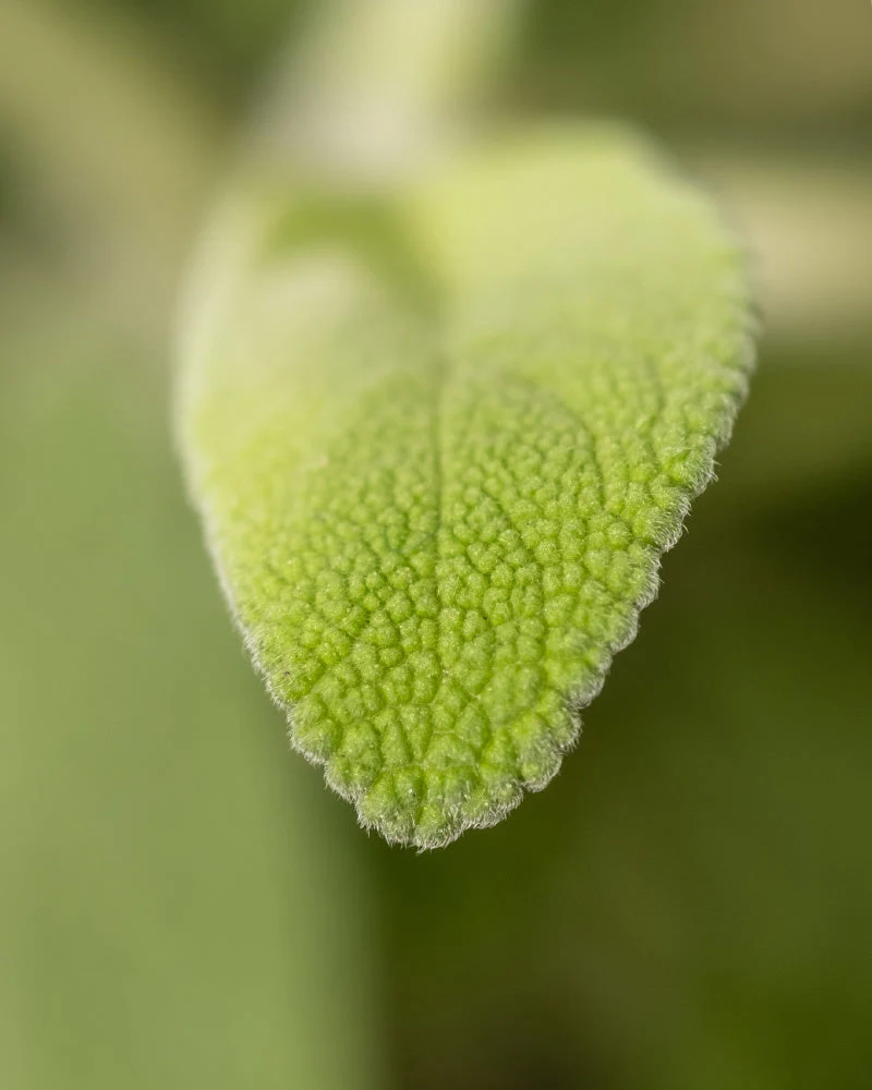 Salbei - Image 6