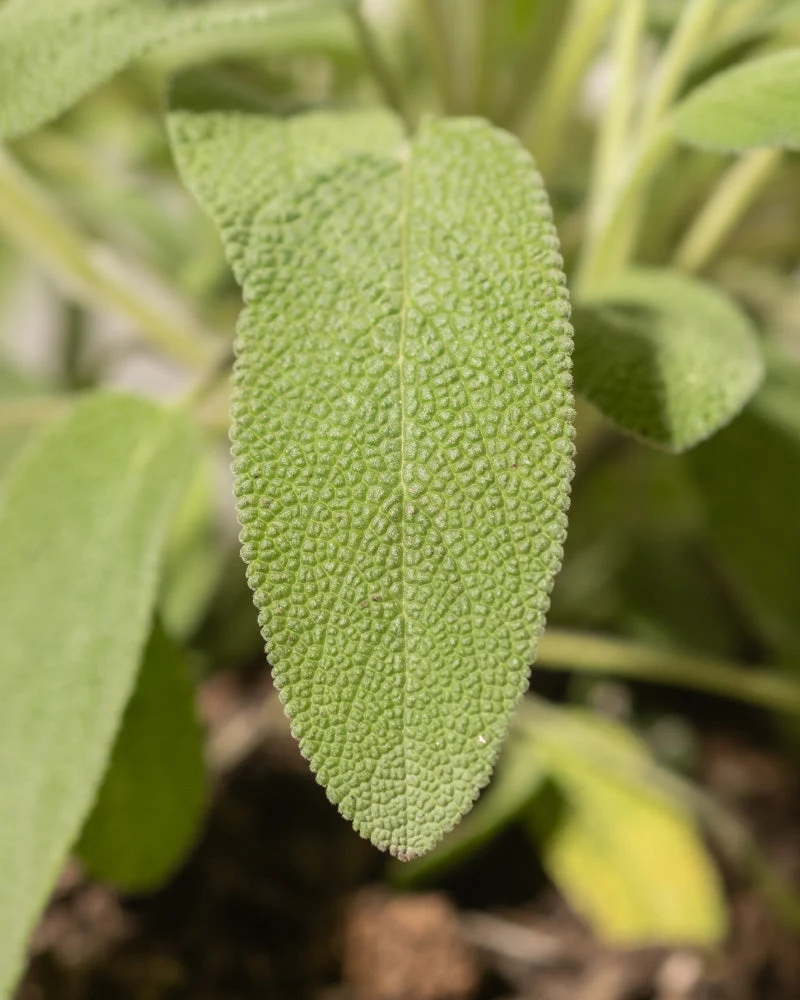 Salbei - Image 7