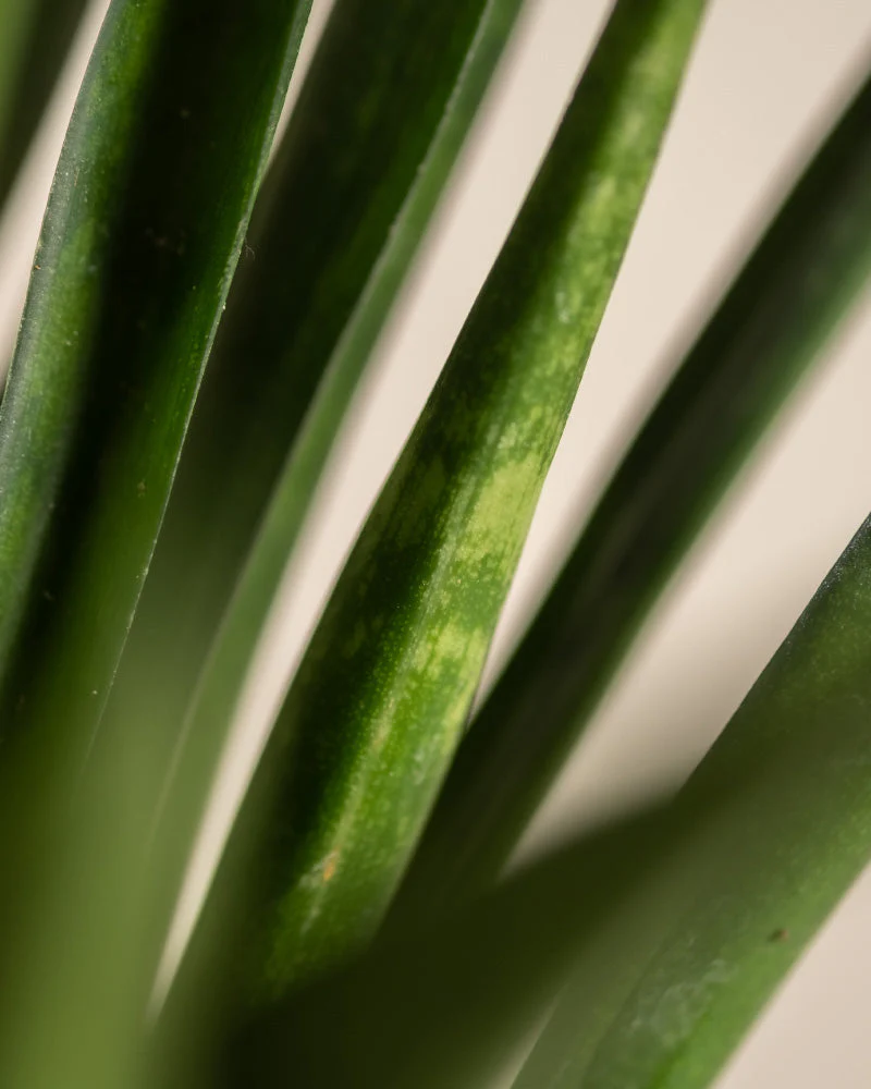 Sansevieria 'Friends' - Image 2