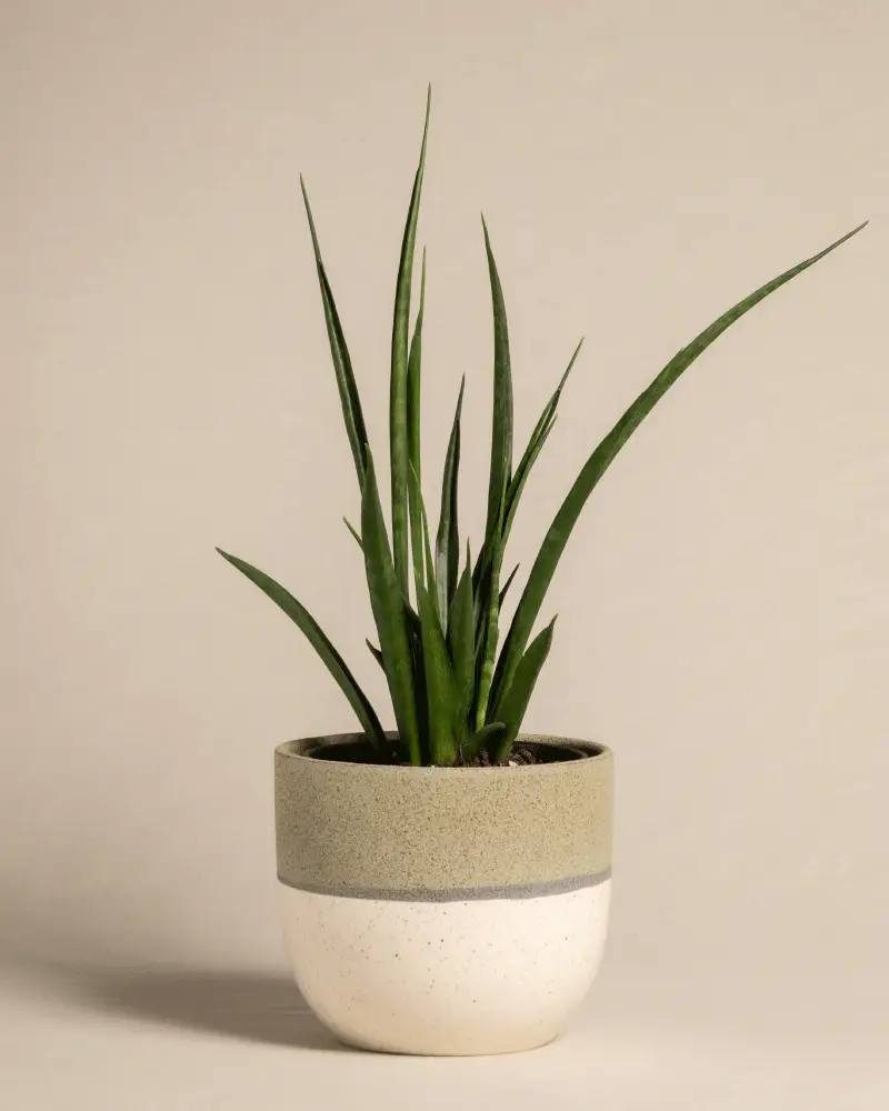 Sansevieria 'Friends' - Image 5