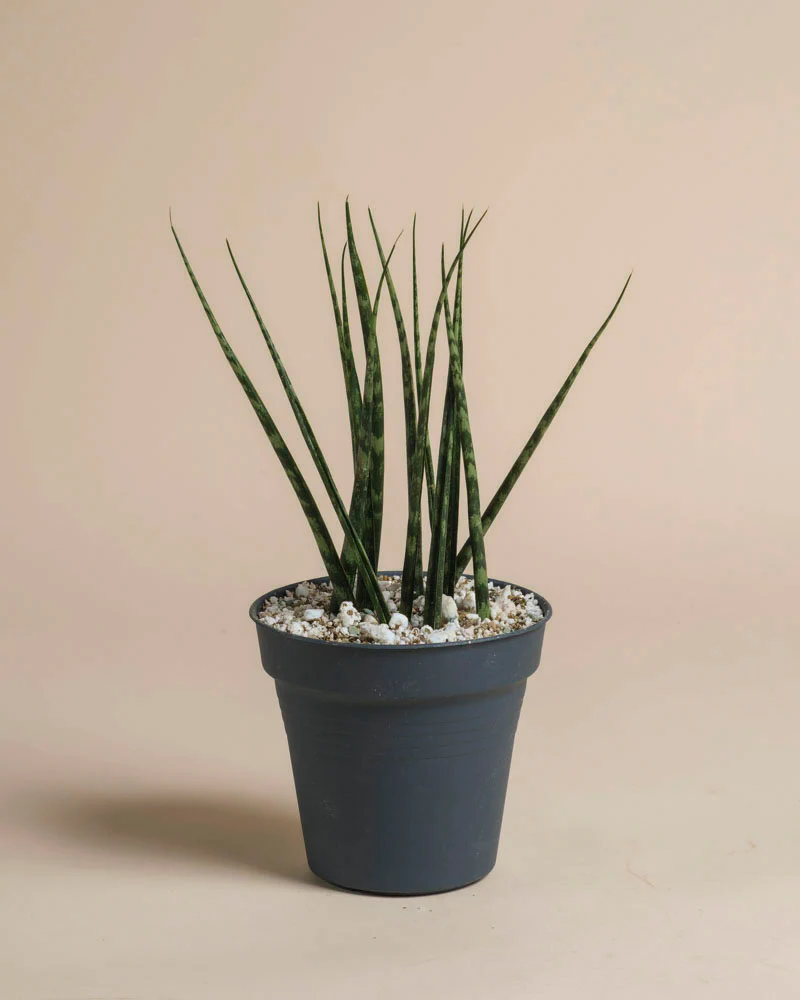 Sansevieria 'Mikado' • feey - Image 3