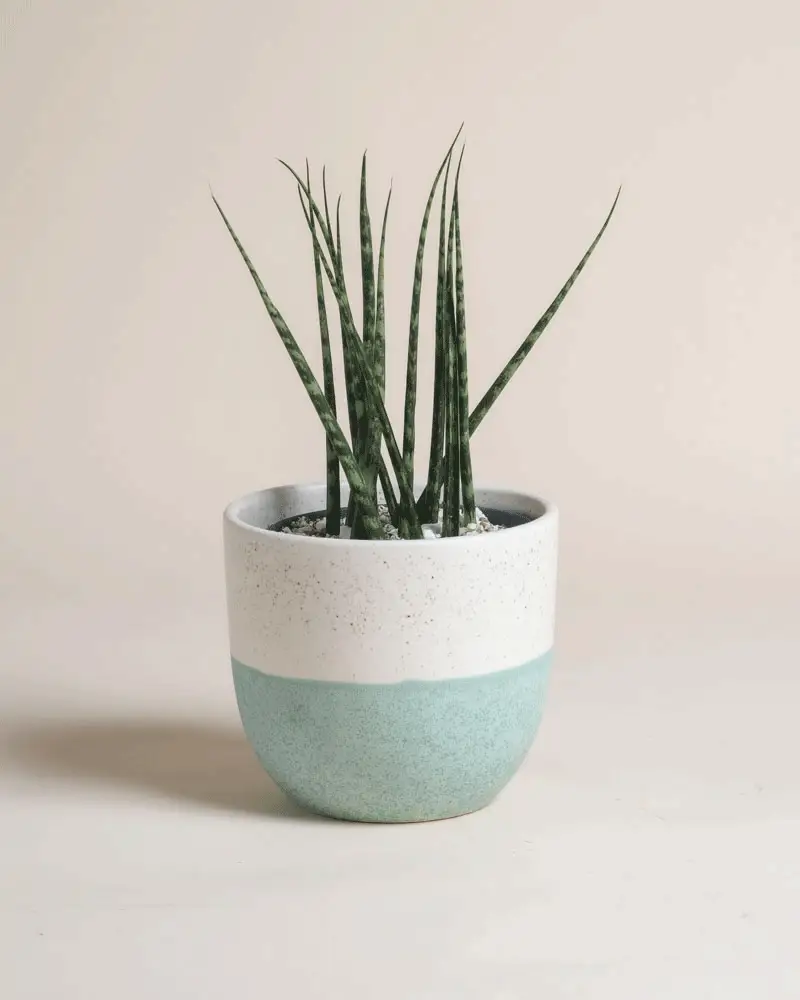 Sansevieria 'Mikado' • feey - Image 4