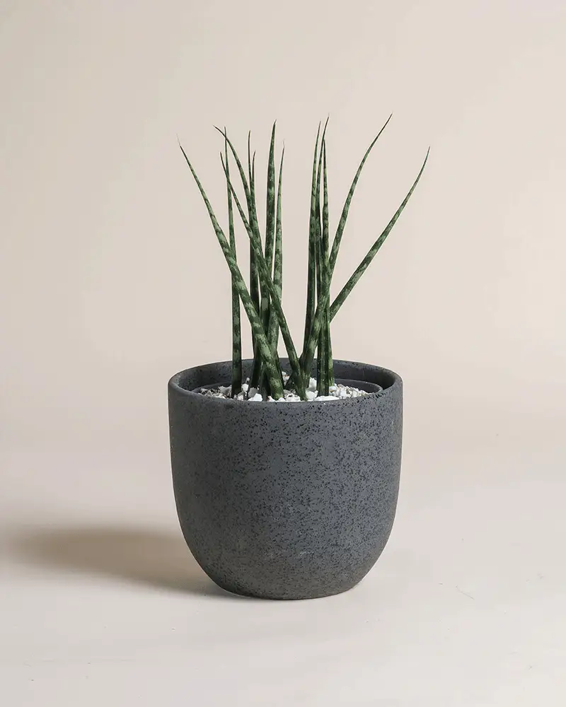 Sansevieria 'Mikado' • feey - Image 5