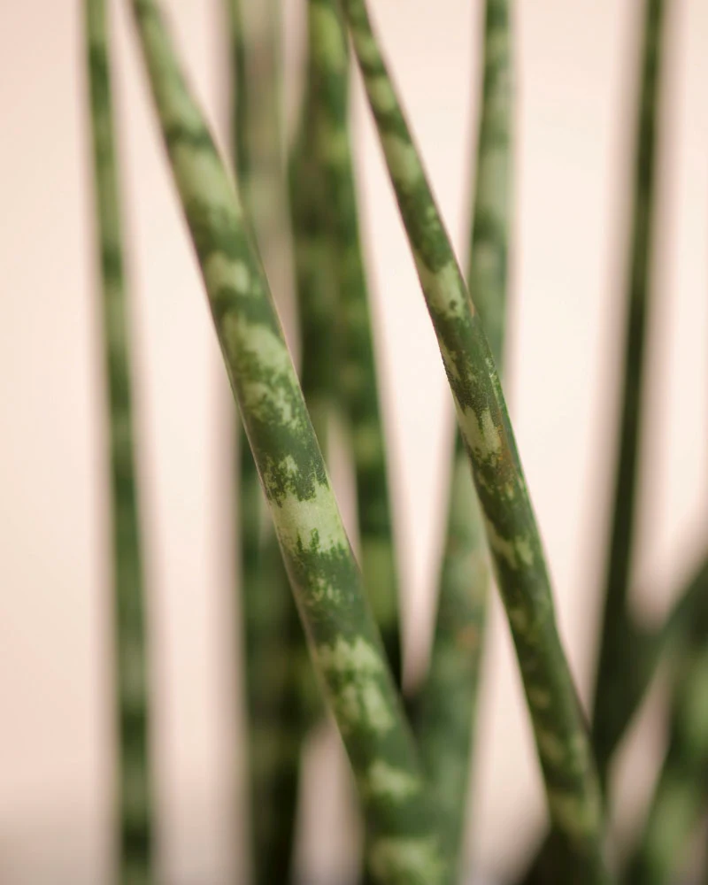 Sansevieria 'Mikado' • feey - Image 6
