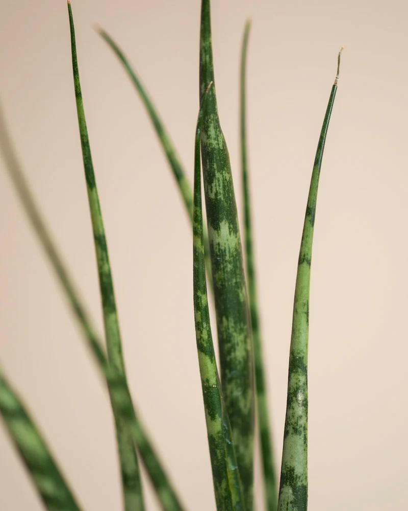 Sansevieria 'Mikado' • feey - Image 7