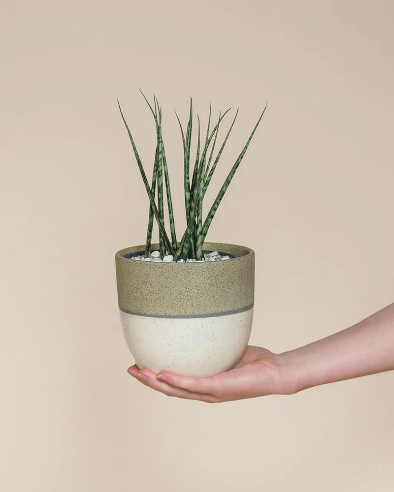 Sansevieria 'Mikado' • feey - Image 8