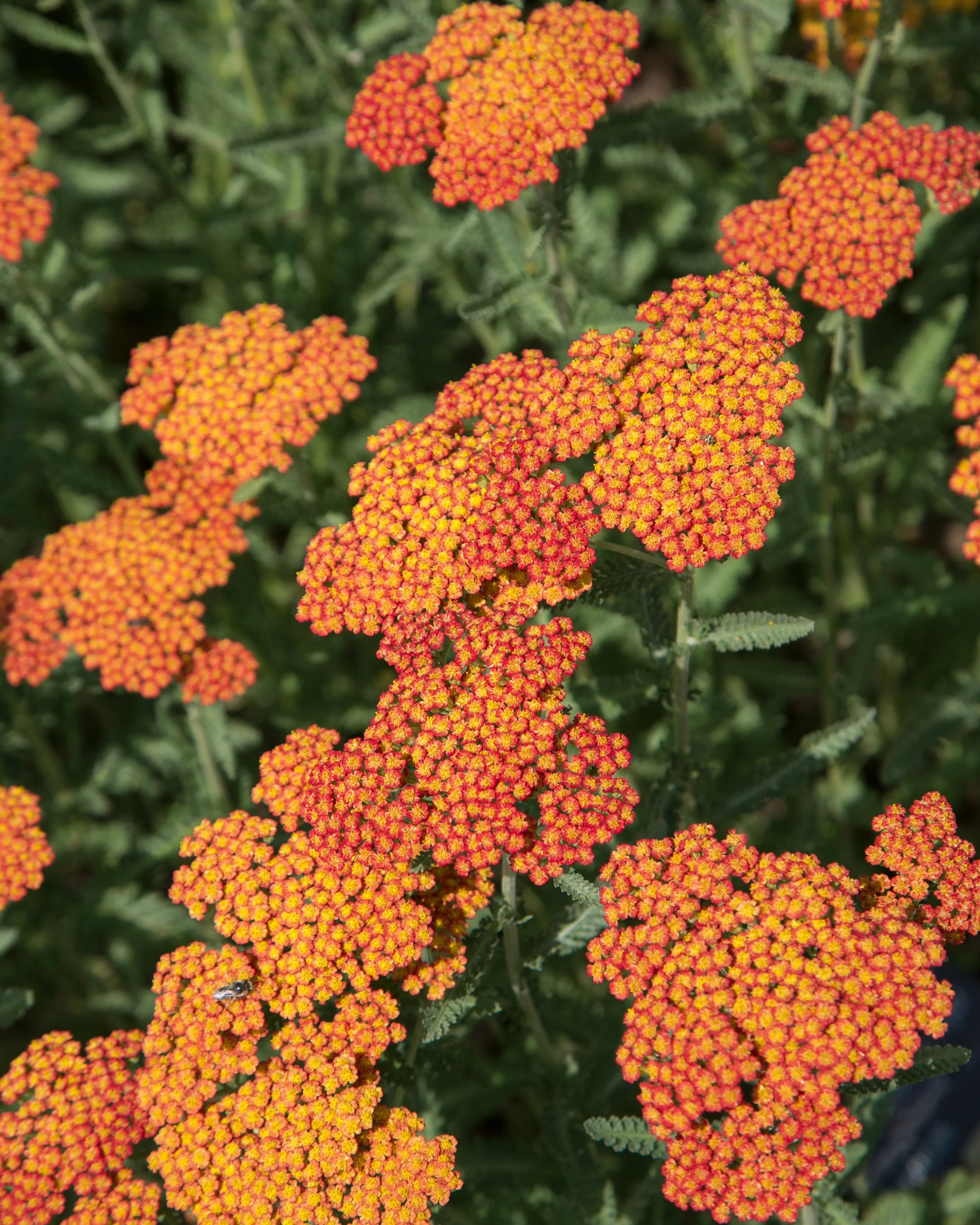 Schafgarbe (orange-braun) - Image 2